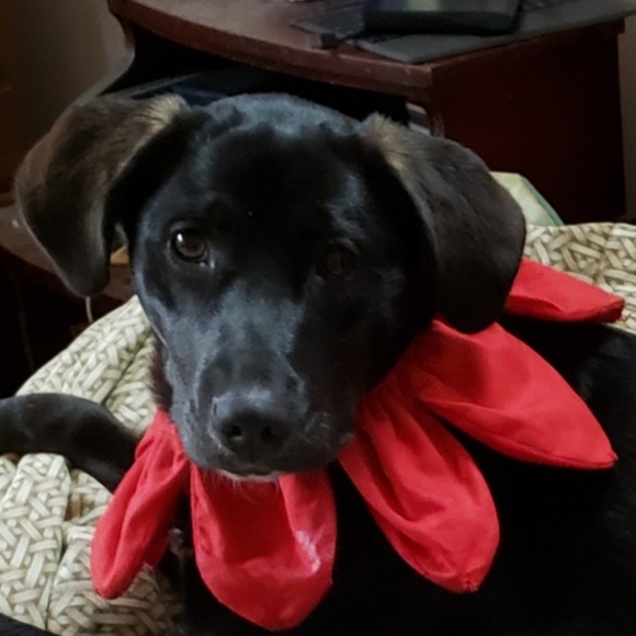 Meet your Posher, Lorraine - Picture 1 of 1